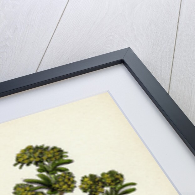 Alchemilla Conjuncta Silvery Lady's-Mantle by Anonymous