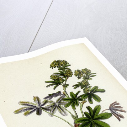 Alchemilla Conjuncta Silvery Lady's-Mantle by Anonymous