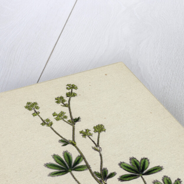 Alchemilla Alpina Alpine Lady's-Mantle by Anonymous