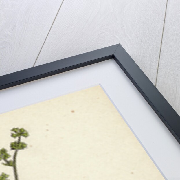 Alchemilla Alpina Alpine Lady's-Mantle by Anonymous