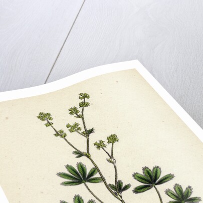 Alchemilla Alpina Alpine Lady's-Mantle by Anonymous