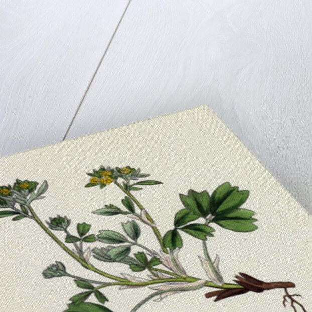 Potentilla Sibbaldia Procumbent Sibbaldia by Anonymous