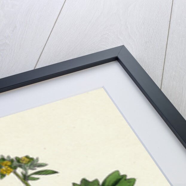 Potentilla Sibbaldia Procumbent Sibbaldia by Anonymous