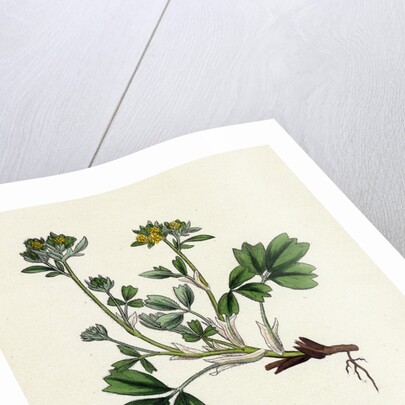 Potentilla Sibbaldia Procumbent Sibbaldia by Anonymous