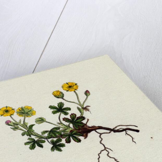 Potentilla Verna Spring Cinquefoil by Anonymous