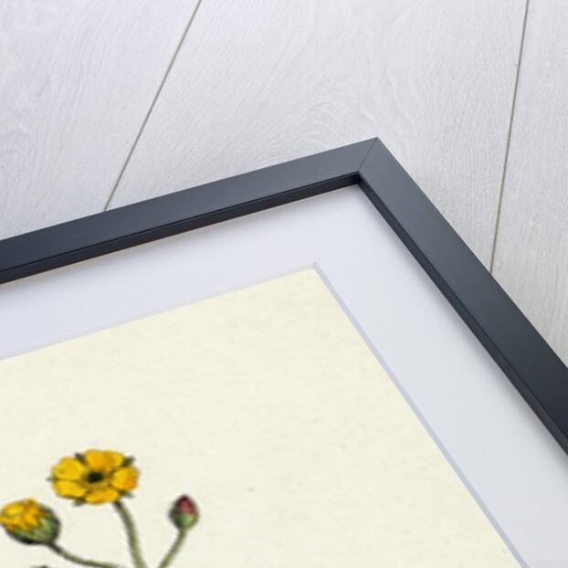 Potentilla Verna Spring Cinquefoil by Anonymous