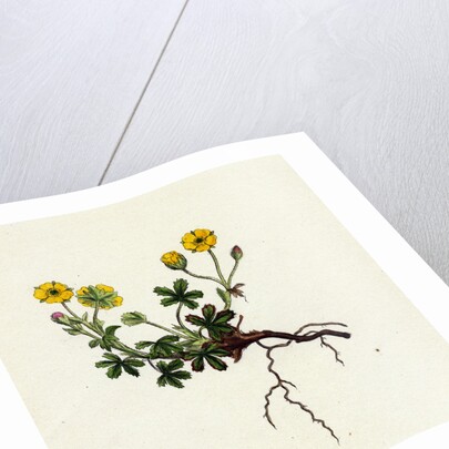 Potentilla Verna Spring Cinquefoil by Anonymous