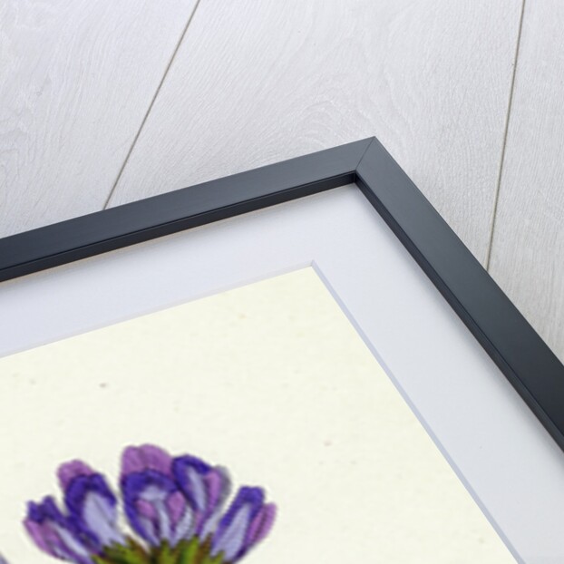 Astragalus Hypoglottis Purple Milk-Vetch by Anonymous