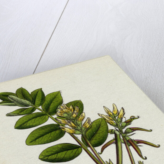 Astragalus Glycyphyllus Sweet Milk-Vetch by Anonymous