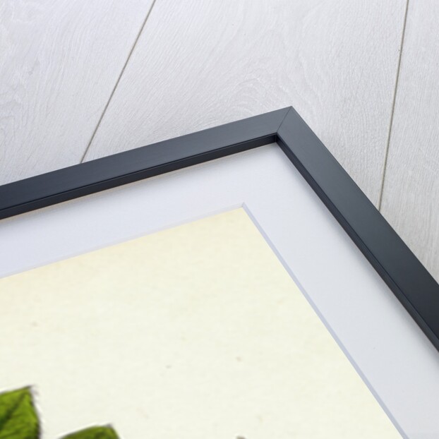 Astragalus Glycyphyllus Sweet Milk-Vetch by Anonymous