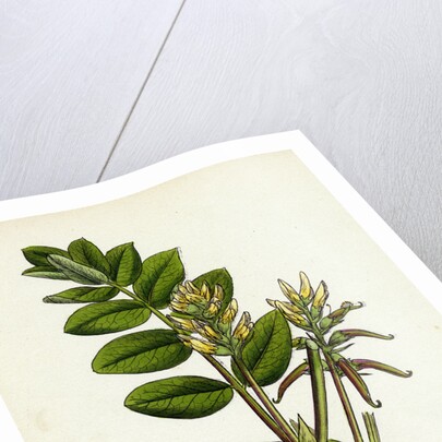 Astragalus Glycyphyllus Sweet Milk-Vetch by Anonymous