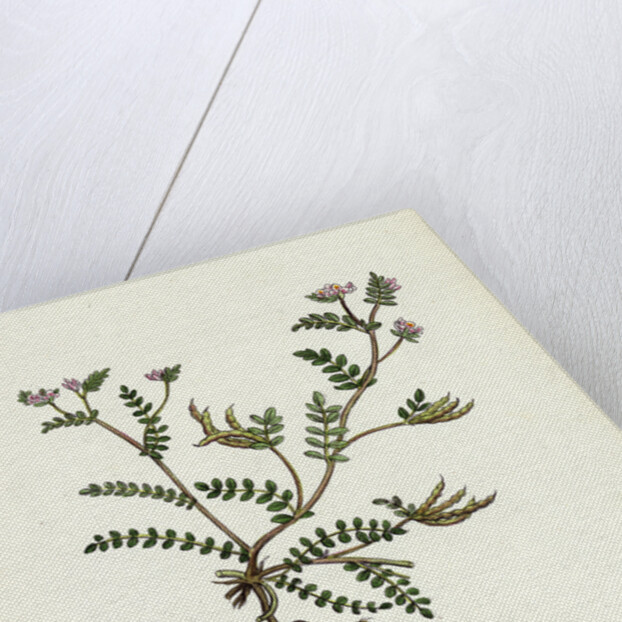 Ornithopus Perpusillus Least Bird's-Foot by Anonymous