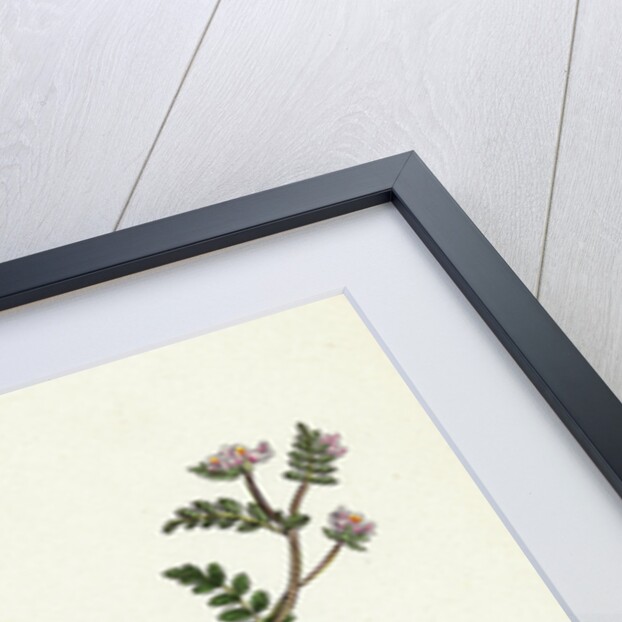 Ornithopus Perpusillus Least Bird's-Foot by Anonymous