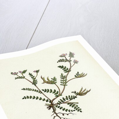 Ornithopus Perpusillus Least Bird's-Foot by Anonymous