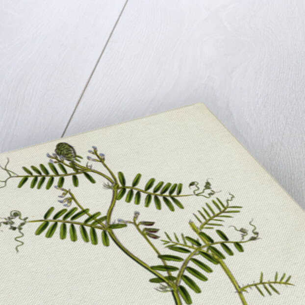 Vicia Hirsuta Hairy Tare by Anonymous