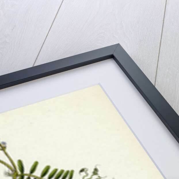 Vicia Hirsuta Hairy Tare by Anonymous