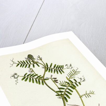 Vicia Hirsuta Hairy Tare by Anonymous