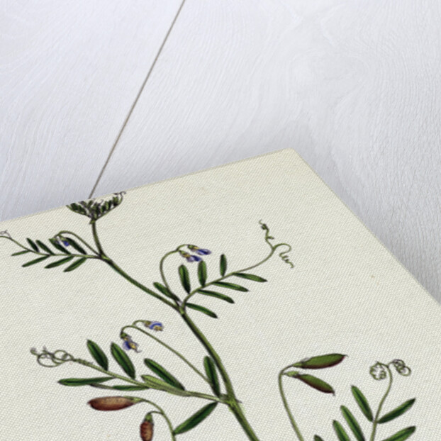 Vicia Tetrasperma Four-Seeded Slender Tare by Anonymous