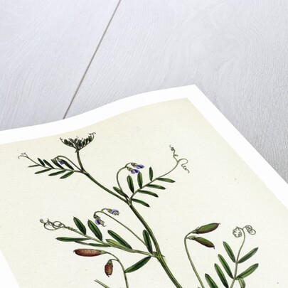 Vicia Tetrasperma Four-Seeded Slender Tare by Anonymous