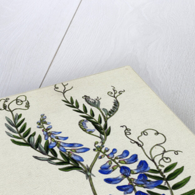 Vicia Cracca Tufted Vetch by Anonymous