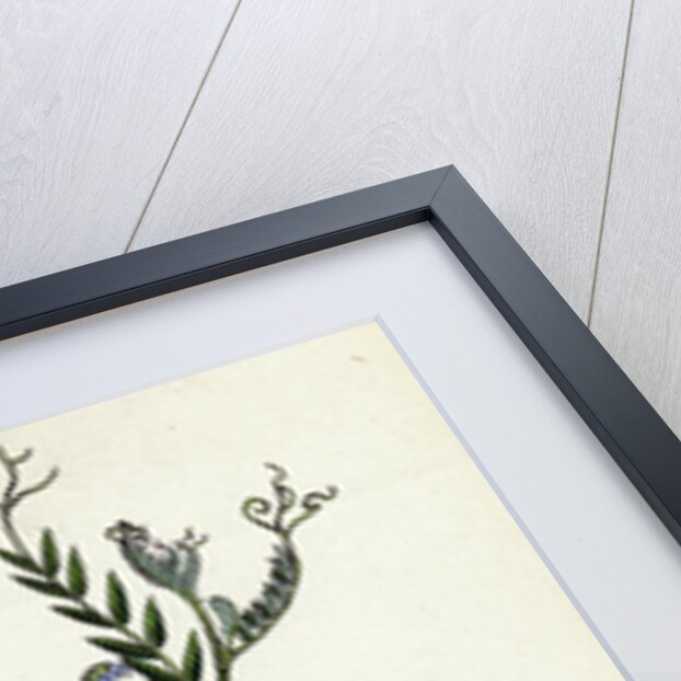 Vicia Cracca Tufted Vetch by Anonymous