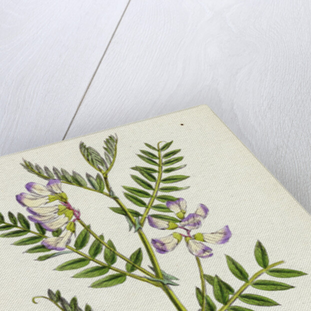 Vicia Orobus Wood Bitter Vetch by Anonymous