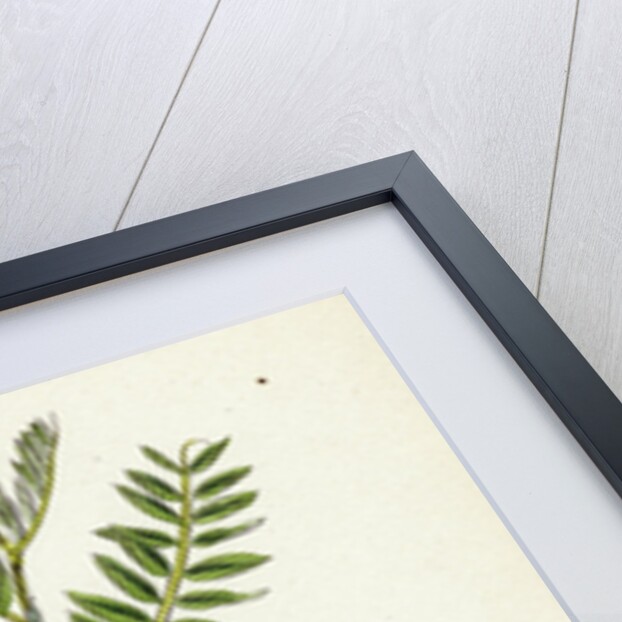 Vicia Orobus Wood Bitter Vetch by Anonymous