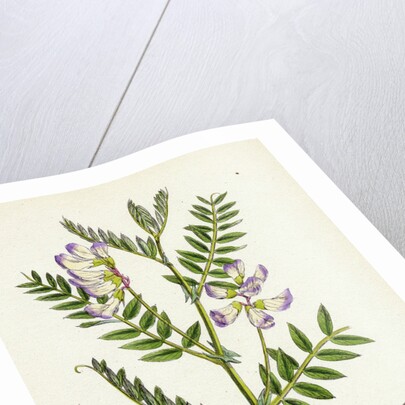 Vicia Orobus Wood Bitter Vetch by Anonymous