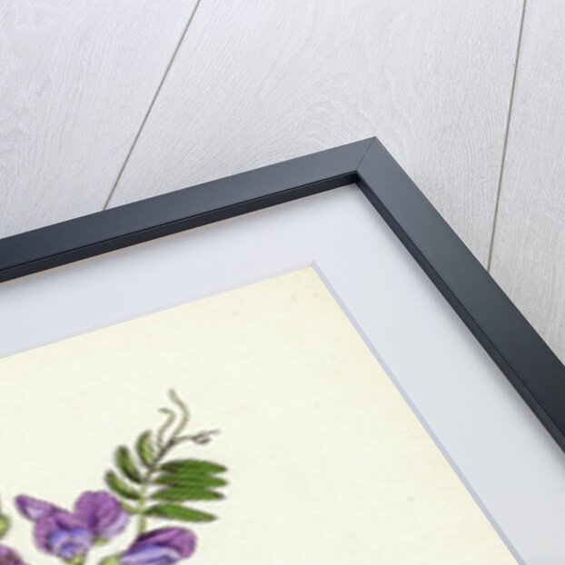 Vicia Sepium Bush Vetch by Anonymous