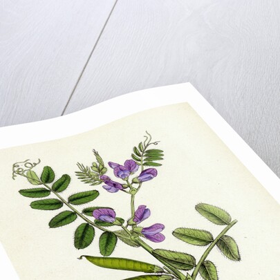 Vicia Sepium Bush Vetch by Anonymous