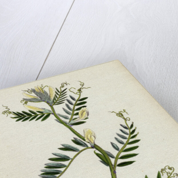 Vicia Eu-Lutea Bush-Podded Yellow Vetch by Anonymous