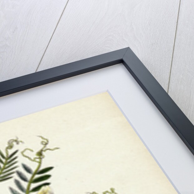 Vicia Eu-Lutea Bush-Podded Yellow Vetch by Anonymous