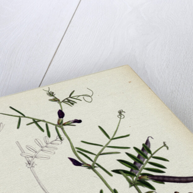 Vicia Angustifolia Var. A Segetalis Common Wild Vetch Var. A. by Anonymous