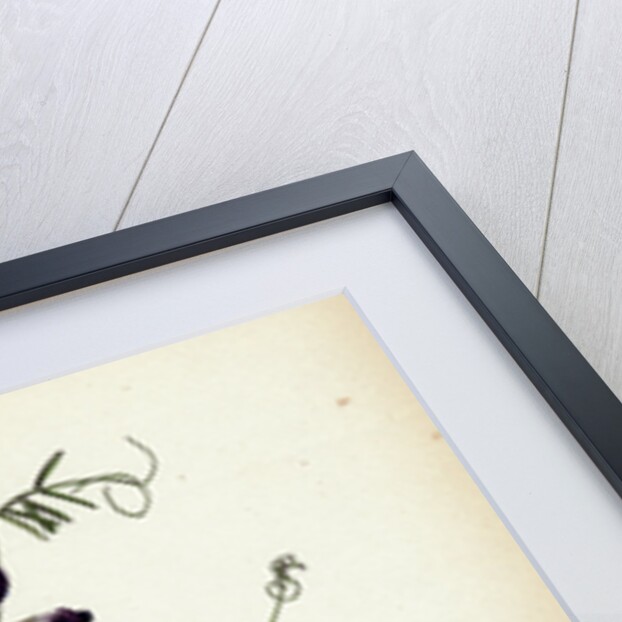 Vicia Angustifolia Var. A Segetalis Common Wild Vetch Var. A. by Anonymous