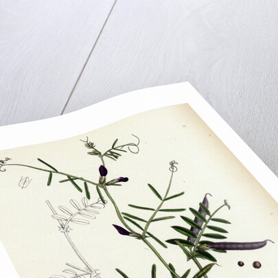 Vicia Angustifolia Var. A Segetalis Common Wild Vetch Var. A. by Anonymous