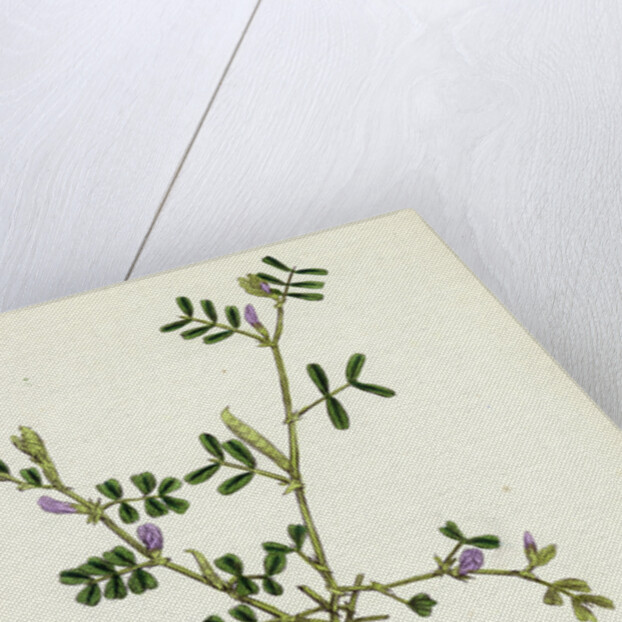 Vicia Lathyroides Spring Vetch by Anonymous