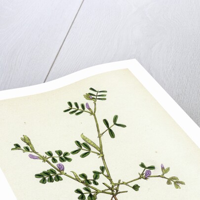 Vicia Lathyroides Spring Vetch by Anonymous