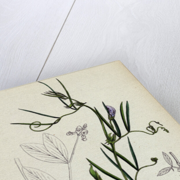 Vicia Bithynica Bithynian Vetch by Anonymous