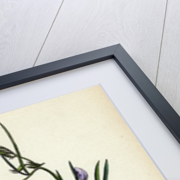 Vicia Bithynica Bithynian Vetch by Anonymous