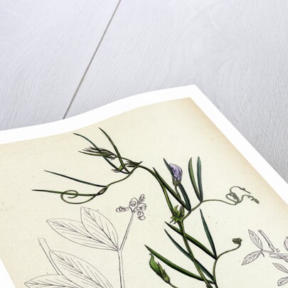 Vicia Bithynica Bithynian Vetch by Anonymous