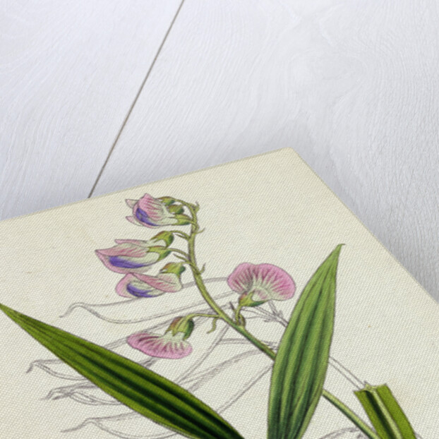 Lathyrus Sylvestris Narrow-Leaved Everlasting Pea by Anonymous