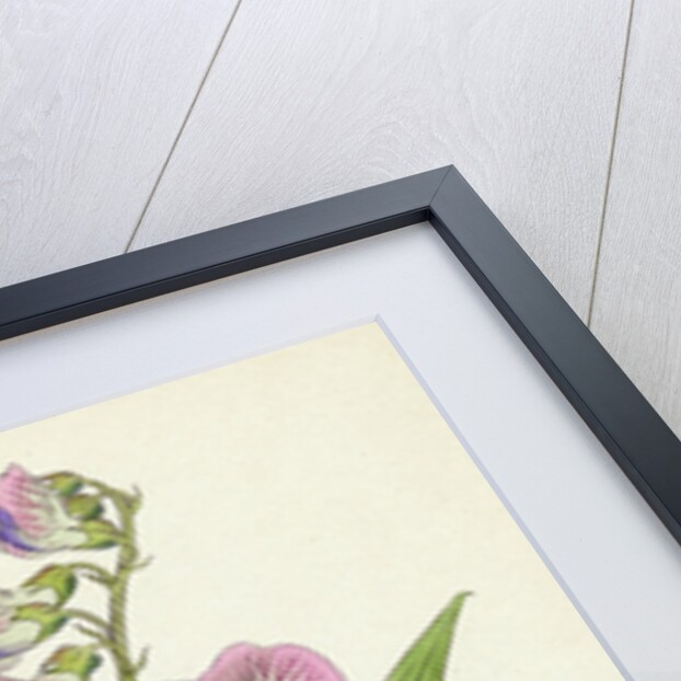 Lathyrus Sylvestris Narrow-Leaved Everlasting Pea by Anonymous