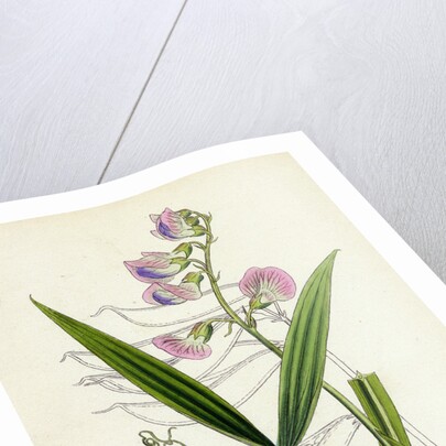 Lathyrus Sylvestris Narrow-Leaved Everlasting Pea by Anonymous