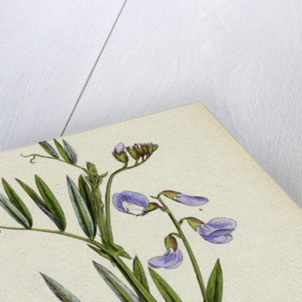 Lathyrus Palustris Marsh Vetchling by Anonymous