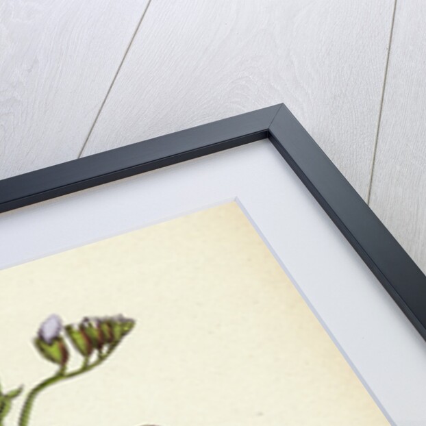 Lathyrus Palustris Marsh Vetchling by Anonymous