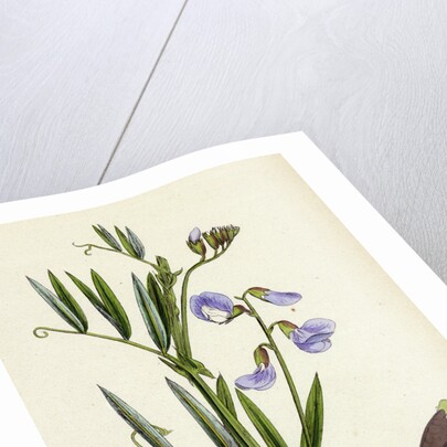 Lathyrus Palustris Marsh Vetchling by Anonymous