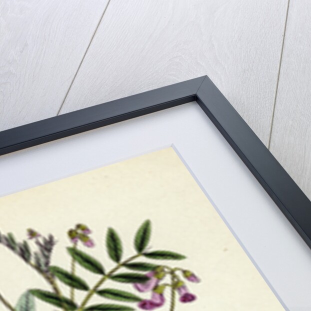 Lathyrus Niger Black Bitter Vetch by Anonymous