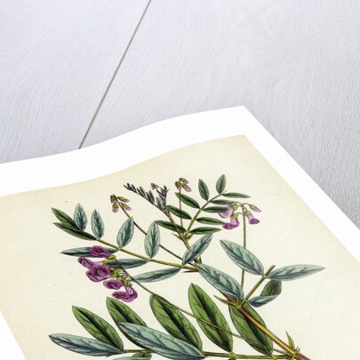 Lathyrus Niger Black Bitter Vetch by Anonymous