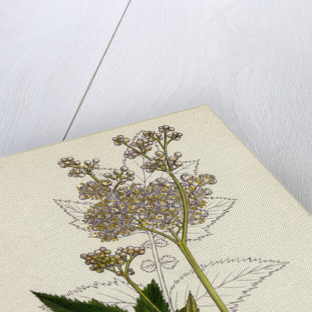 Spiraea Ulmaria Meadow-Sweet by Anonymous