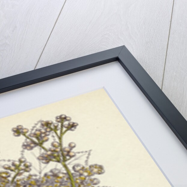 Spiraea Ulmaria Meadow-Sweet by Anonymous